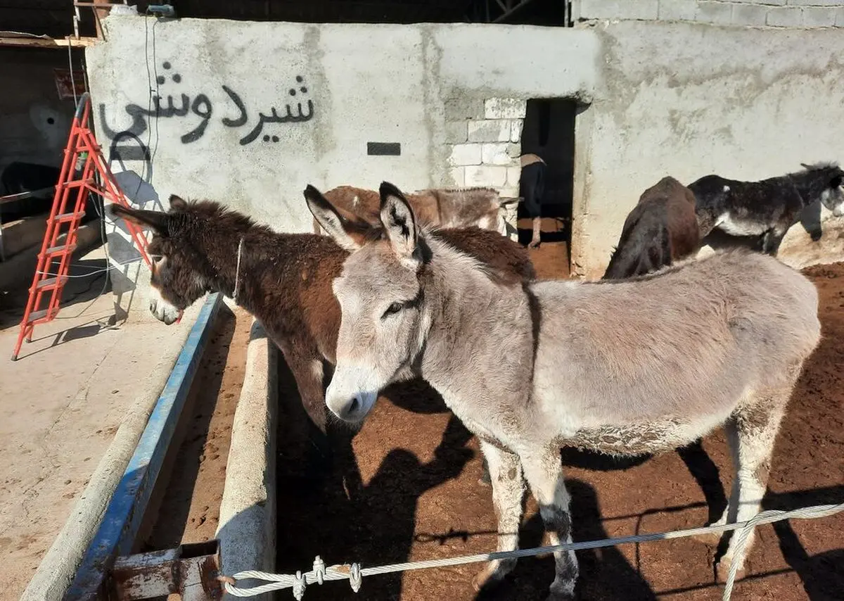 فروش شیر و روغن الاغ با قیمت‌های باورنکردنی!