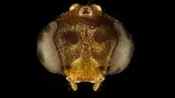 تصاویر شگفت‌انگیز و هیولاوار از دنیای مورچه‌ها!