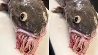 ویدئویی ترسناک از صید یک ماهی عجیب و وحشتناک!