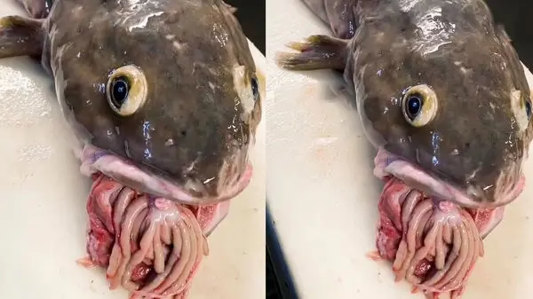 ماهی آکواریومی که دهانی مانند سلاح دارد! + ویدئو