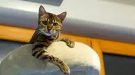گربه‌ای از جنس مایع؛ عجیب اما واقعی! + ویدئو