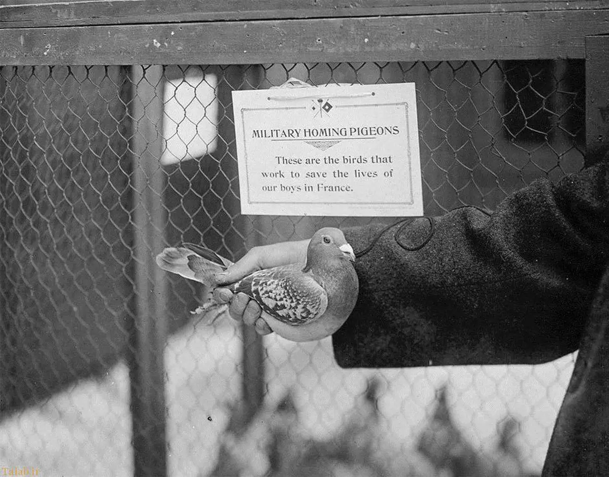 استفاده از کبوتران برای پرتاب بمب در جنگ جهانی دوم