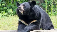 ویدئویی زیبا از بازیگوشی چهار قلاده خرس سیاه آسیایی