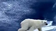 خرس قطبی مسلط به قوانین فیزیک! + ویدئو