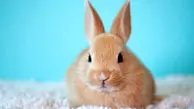 شکارحیرت‌انگیز خرگوش با روش هیپنوتیزم!