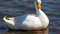 ویدئوی عجیب و باورنکردنی از خورده شدن یک مار توسط اردک!