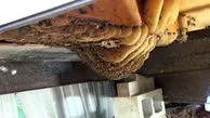 ویدئو | کشف کندوی عسلِ ۱۱۹ کیلوگرمی در کفِ خانه‌ مردِ خوش‌شانس!