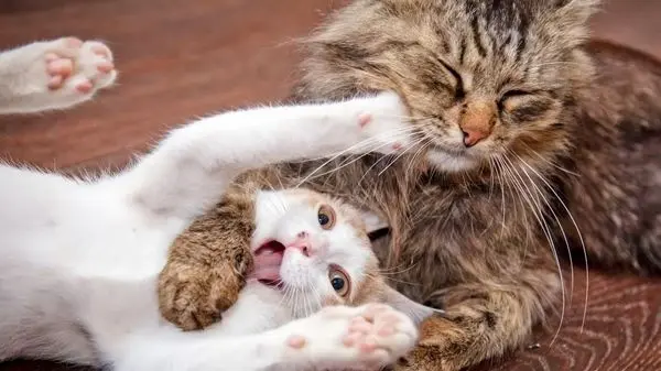 ترس و وحشت خنده‌دار یک گربه هنگام تماشای انیمیشن تام و جری + ویدئو