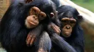 اینفلوئنسری در دنیای شامپانزه‌ها هم وجود دارد!