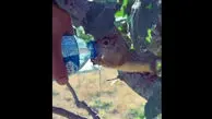 ویدئوی تماشایی از سیراب کردن سنجاب تشنه با آب معدنی
