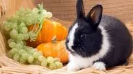 ویدئوی بانمک از تکنیک جالب خرگوش برای خوردن انگور!