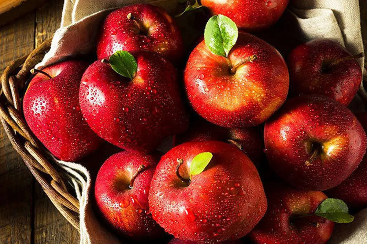ویدئویی جالب از عملیات برداشت سیب در مزرعه و فرآیند تهیه آب میوه سیب