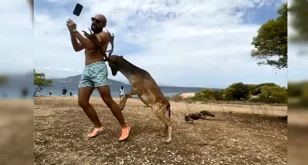 ویدئوی جالب از شاخ زدن گوزن به یک مرد در حال گرفتن عکس سلفی