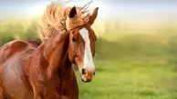 ویدئوی جالب از خنده‌یِ یک اسب بعد از ترساندن گربه!