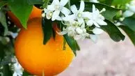  خواص باورنکردنی آب نارنج برای درمان و زیبایی