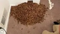 کشف انبار یک دارکوب و میلیون‌ها بلوط در دیوار یک خانه! + ویدئو