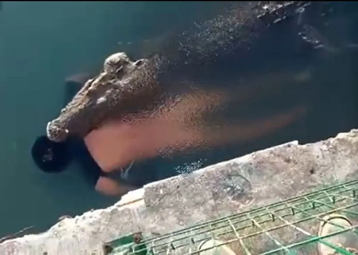 ویدئوی تلخ و هولناک حمل جسد یک مهاجر غیرقانونی در آب توسط تمساح!