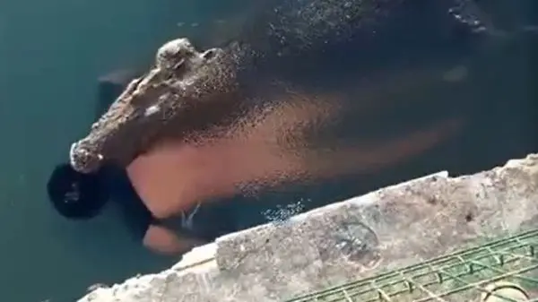 ویدئوی باورنکردنی از خارج کردن یک تمساح از داخل شکم مار پیتون!
