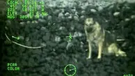 ویدئوی تاثیرگذار از عملیات نجات یک سگ
