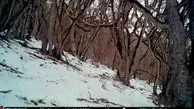 ویدئوی زیبا از بازی توله‌پلنگ با مادرش در ارتفاعات مازندران