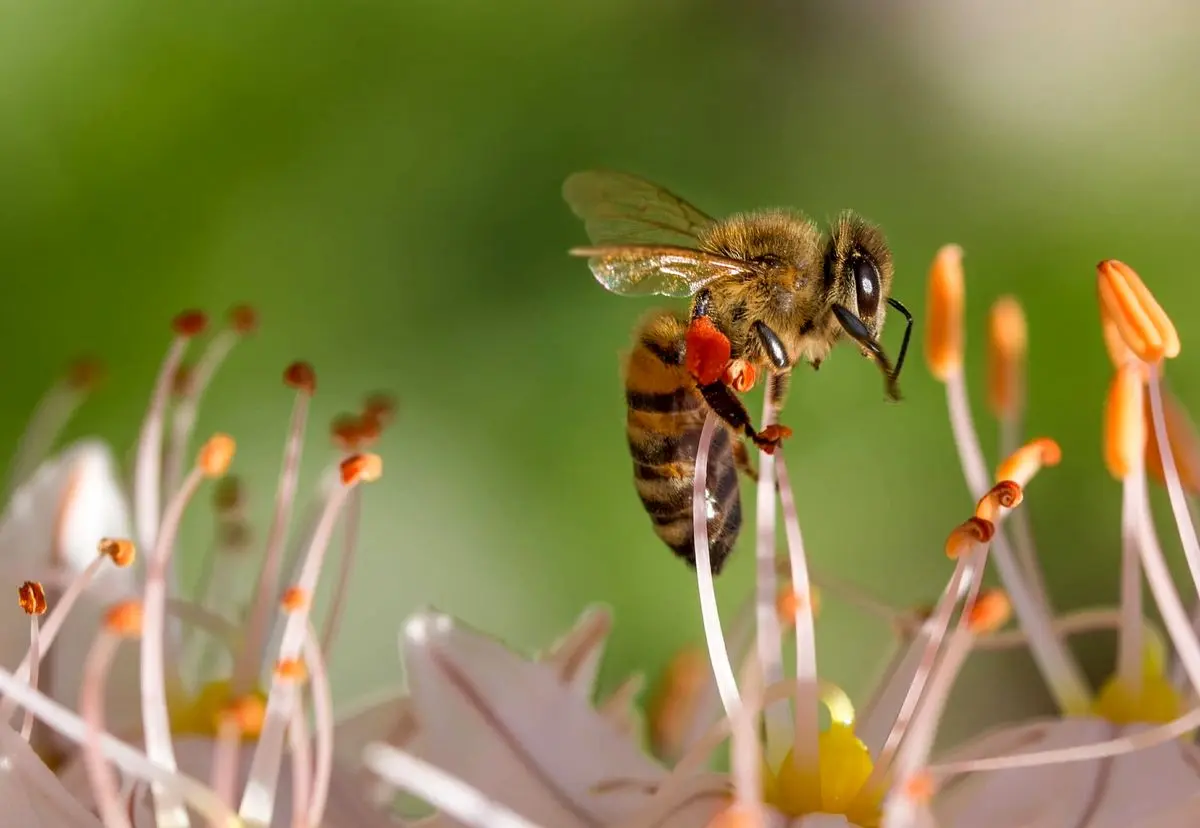 ویدئوی شگفت‌انگیز از لحظه‌ی تولد زنبور عسل