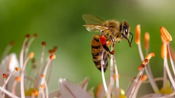 نحوه باورنکردنی عملکرد نیش زنبور عسل