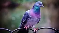 ویدیویی باورنکردنی از ناراحتی یک کبوتر بخاطر دوری از صاحبش