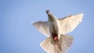 ویدئوی خنده‌دار از پس گردنی کبوتر به یک جوانِ در حال عبور!