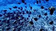 ویدئویی شگفت‌انگیز از دنیای زیر آب