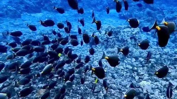 ویدئوی شگفت‌انگیز از قدم زدن زیر اقیانوس یخ‌زده!