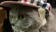 ویدئوی بانمک از واکنش بچه گربه به افتادن کلاه آفتابی روی سرش!