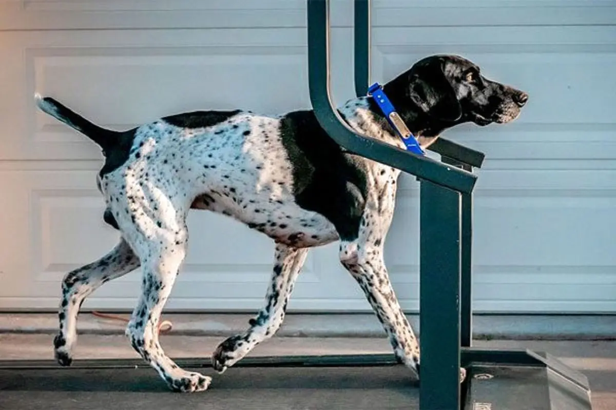 ویدئویی بامزه از ورزش سگ باهوش روی تردمیل!