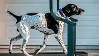 ویدئویی بامزه از ورزش سگ باهوش روی تردمیل!