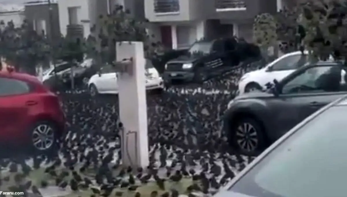 تصاویر آخرالزمانی از تسخیر یک خیابان توسط پرندگان مرموز
