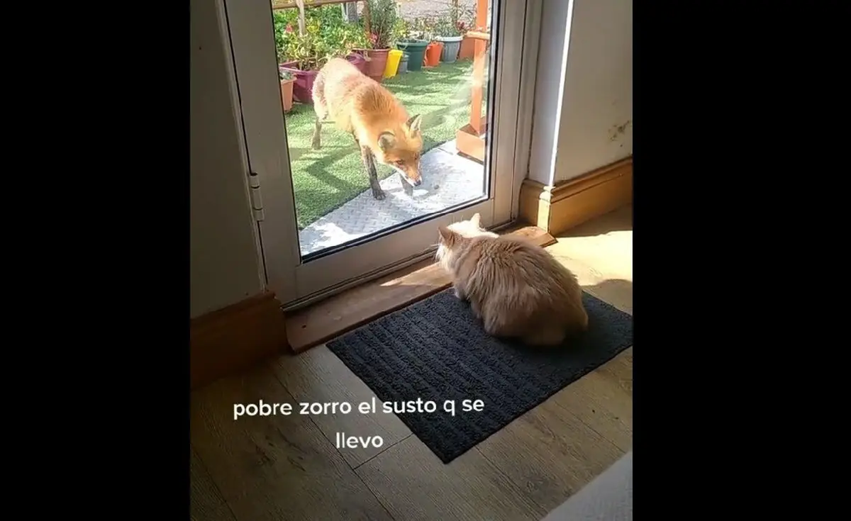 ویدئوی بامزه از دعوای گربه خانگی با روباه!