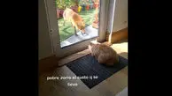 ویدئوی بامزه از دعوای گربه خانگی با روباه!