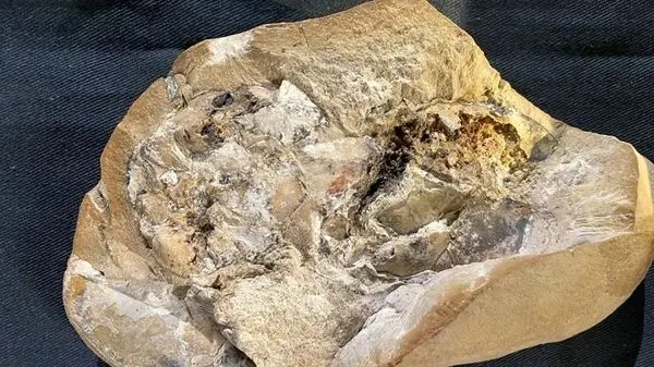 تصاویر جالب از لاشه کشتی که بعد از ۳ هزار سال از آب بیرون آمد