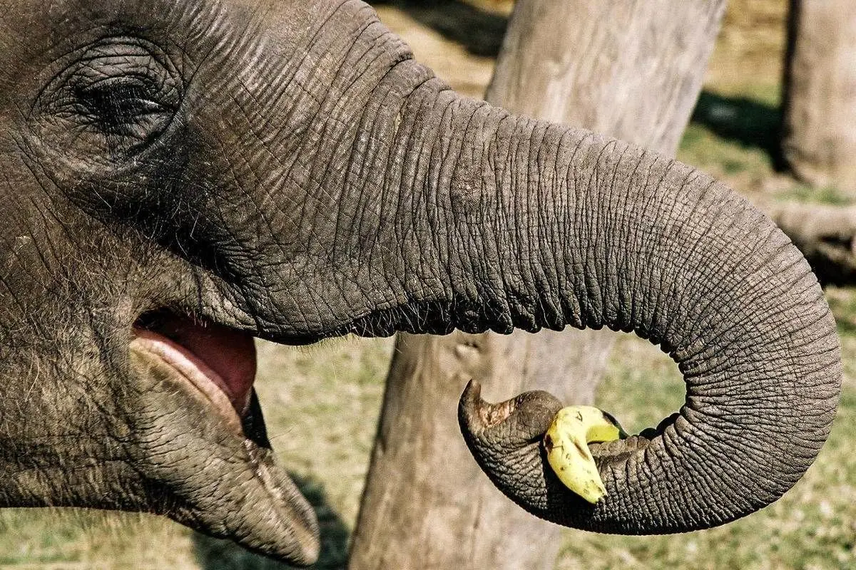 عجیب اما واقعی؛ این فیل‌ها مثل انسان غذا می‌خورند!