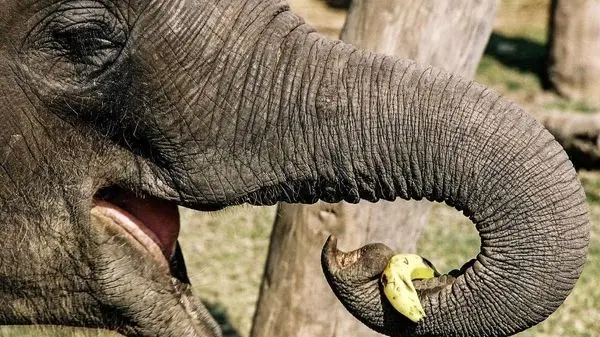 ویدئویی جالب از نواختن موسیقی کلاسیک برای فیل‌های نابینا