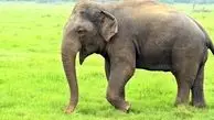این زن هندی فیل را با روش مادر و فرزندی تربیت می‌کند! 