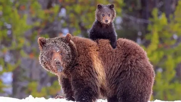 ویدئو: گیر افتادن سه خرس قهوه‌ای در استخر!