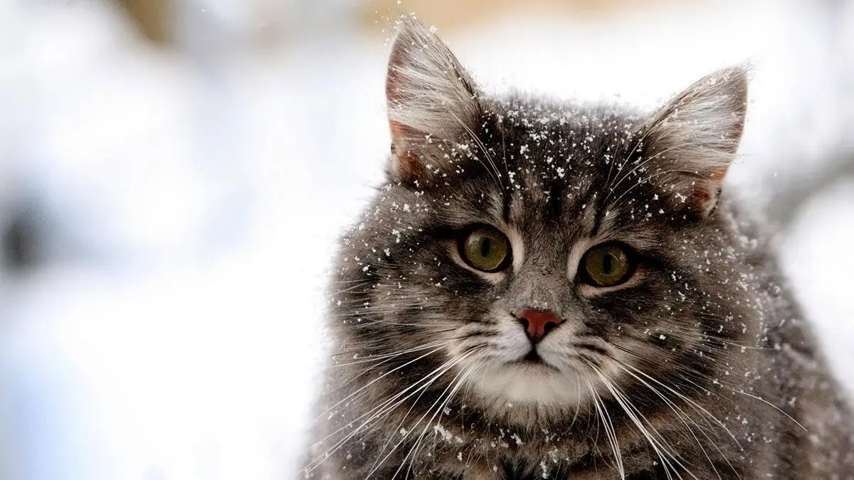 ویدئوی تماشایی از ذوق یک بچه گربه با دیدن اولین برف زندگی‌اش