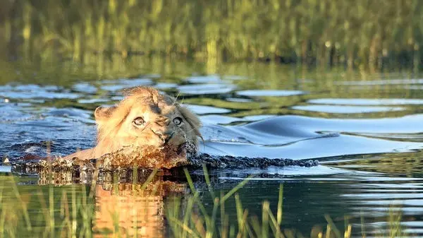 ویدئویی عجیب از حمله نادر ۱۰ شیر به یک تمساح در خشکی!