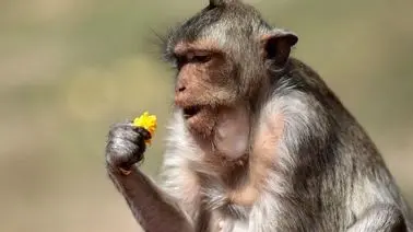 ویدئوی بامزه از حمله گروهی و خنده‌دار میمون‌ها به یک کارتن موز