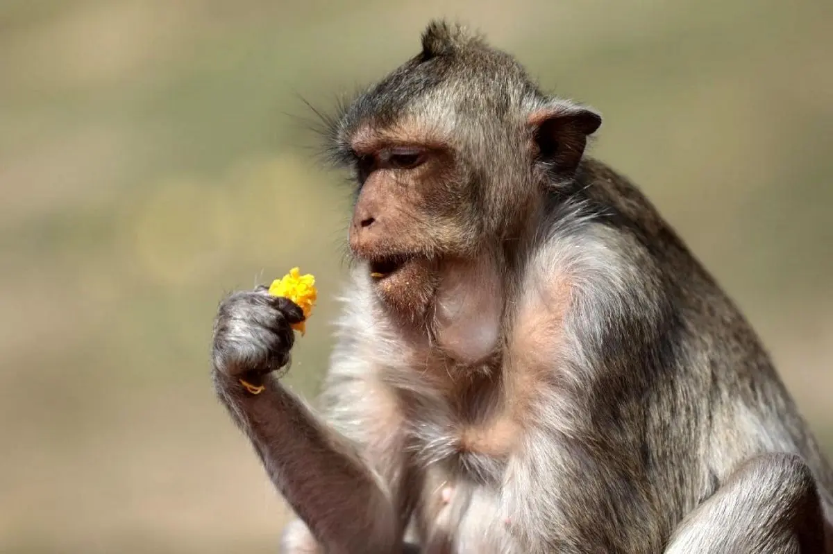 ویدئویی بامزه از سرقت میمون پارک جنگلی از بازدیدکنندگان!