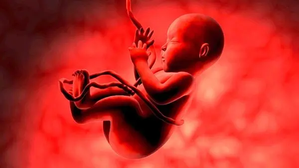 پروانه مطبی که در آن سقط جنین انجام شود باطل می‌شود
