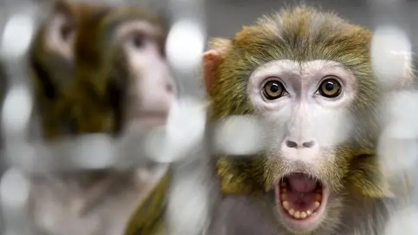ویدئوی خنده‌دار از دزدی لباس احرام یک حاجی توسط میمون!