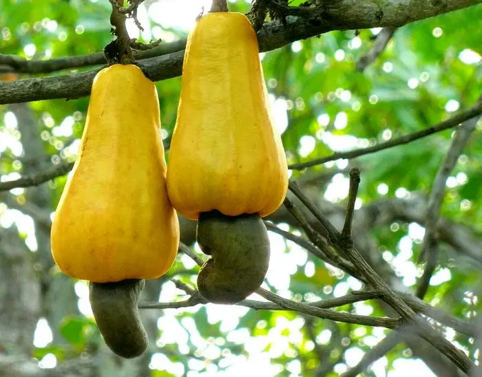 تصاویر باورنکردنی از میوه بادام هندی!