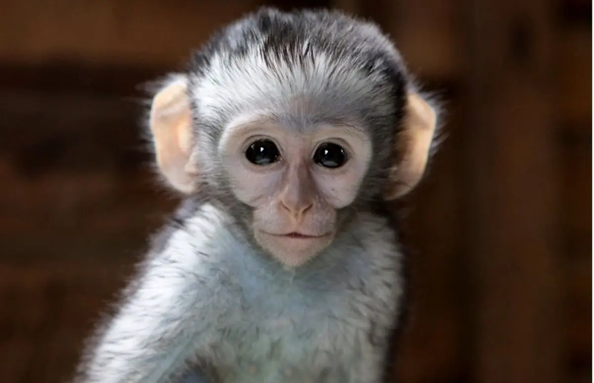 ویدئویی بامزه از شانه کردن موهای یک میمون جلوی آینه