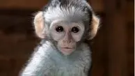 ویدئویی بامزه از شانه کردن موهای یک میمون جلوی آینه